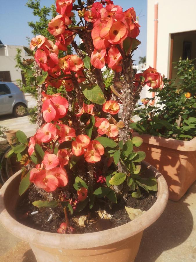 Casa Vacanza Da Samuele San Vito Lo Capo Exteriör bild